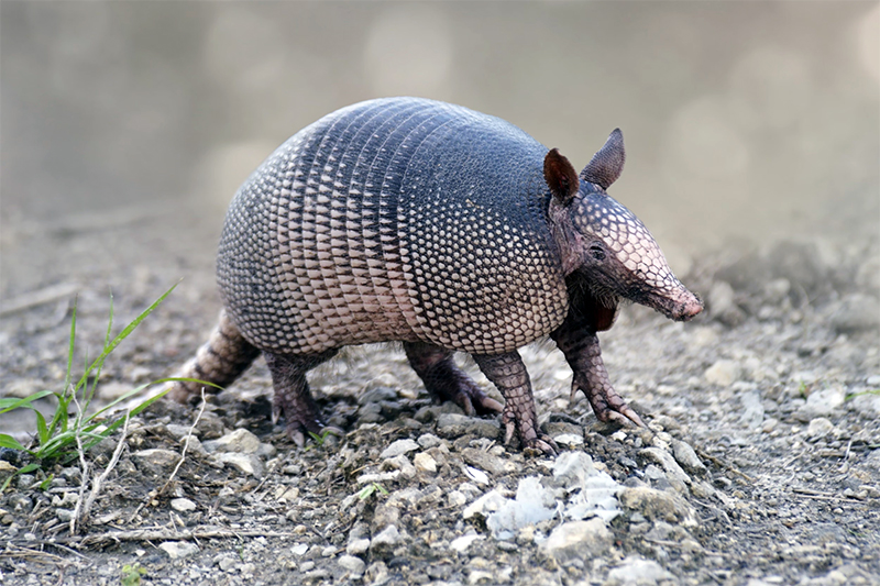 L'armadillo