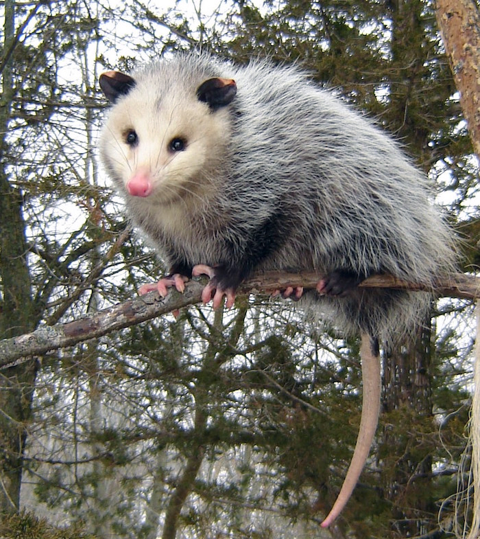 L'opossum